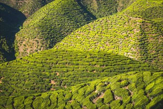 Hilly landscape with tea plantations