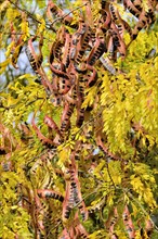 Honey Locust