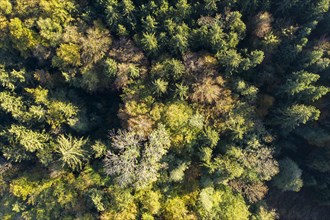 Autumn mixed forest