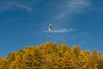Paraglider flying over autumn woods