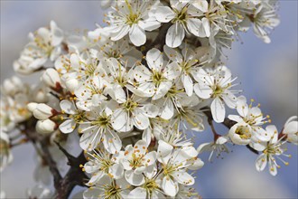 Flowering sloe