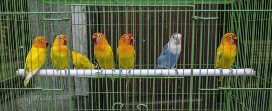 Colorful parakeets sitting side by side on a pole in cage
