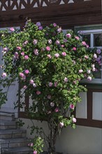 Pink flowering rosebush in front of a half-timbered house