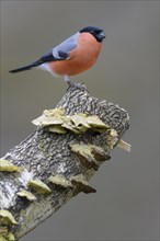 Eurasian bullfinch