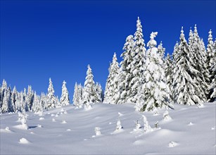 Snowy winter landscape in Harz National Park