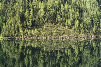 Forest reflected in Lake Riesachsee