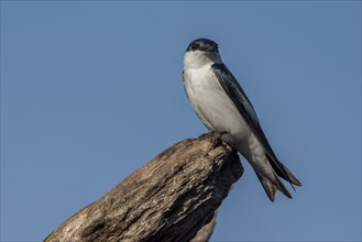 White winged swallow