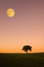 Apple tree on hills with moon