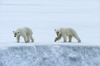 Two yearling polar bear cubs