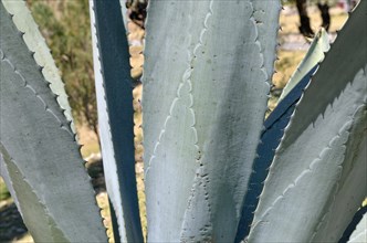 Agave leaves with thorns