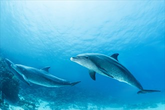 Bottlenose dolphins