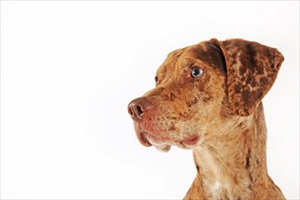 Catahoula Leopard Dog