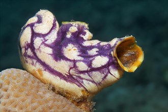 Gold-mouth sea squirt