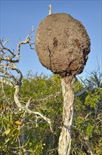 Termites on dead tree