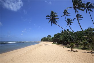 Long sandy beach with palm trees