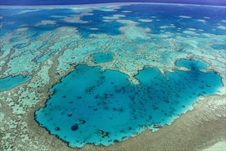 Structures in the Coral Reef
