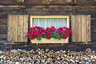 Geraniums in front of window of mountain hut