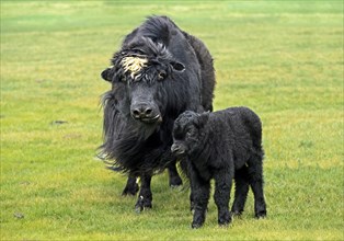 Black Yak Cow