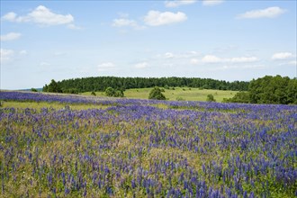 Large-leaved lupin