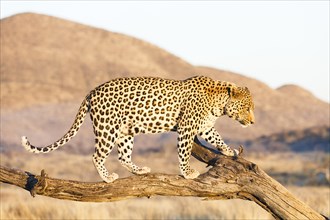 Leopard