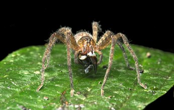 Neotropical migrant spider