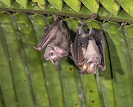 Tent-making bats
