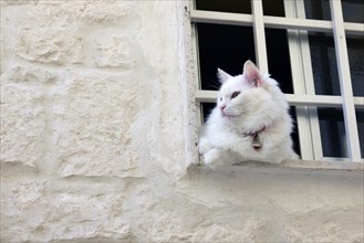 White cat in window