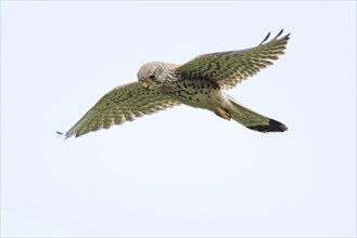 Common Kestrel