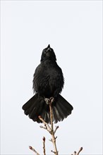 Calling Carrion Crow