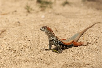 Common butterfly lizard