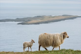 Ewe and lamb