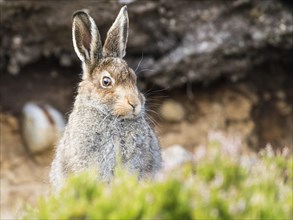 Mountain hare