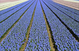 Cultivation of blue Grape hyacinth