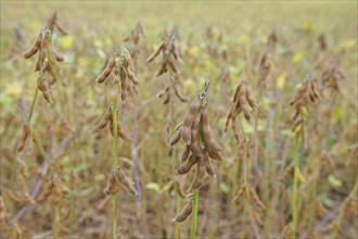 Cultivation of Soya bean
