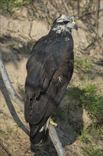 Great black hawk