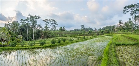 Rice terraces of Jatiluwih