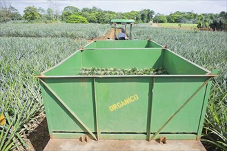 Truck with harvested organic pineapples