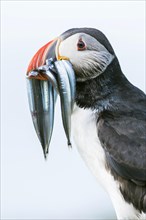 Puffin