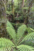 Various ferns in the rain forest