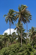 Coconut palms in Marae Taputapuatea