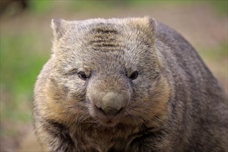 Common wombat