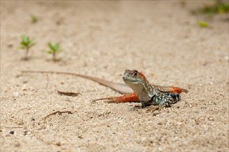 Common butterfly lizard