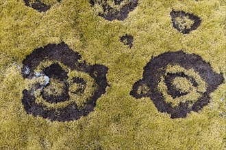 fairy ring in the moss