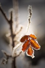 Ice crystals on autumn leaves