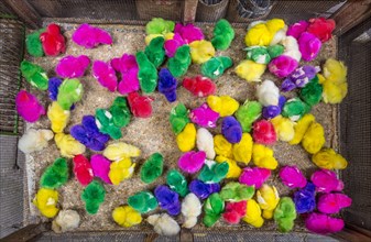 Colourful dyed chicks