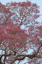 Pink Ipe tree