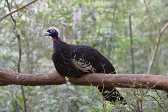 Black-Fronted Piping-Guan