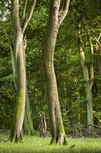 Old beech forest