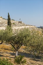 Graves behind olive grove