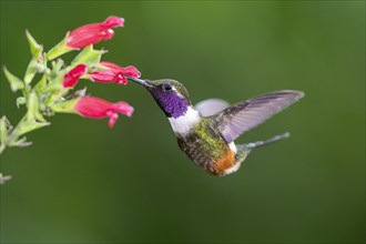 Purple-throated woodstar